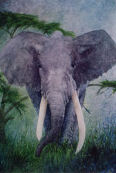 African Elephant