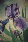 Betsy's Iris