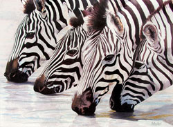 Bold and Beautiful Quartet