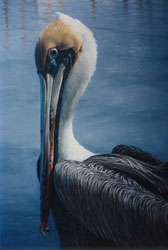 Brown Pelican
