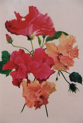 Double Hibiscus From My Garden