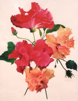 Double Hibiscus