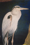 Great Blue Heron I