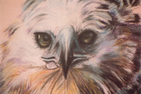 Harpy Eagle