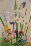 Flowers of the Holy Land