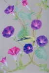 Morning Glories and Friends