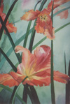 Parrot Tulips