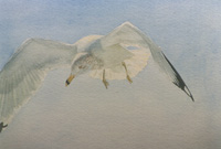 Ring Billed Gull