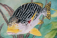 Speckled Beauty