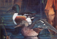 The Shovelers
