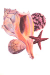 Treasures of the Sea